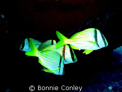 School of Porkfish seen this May in Cancun.  The shot was... by Bonnie Conley 